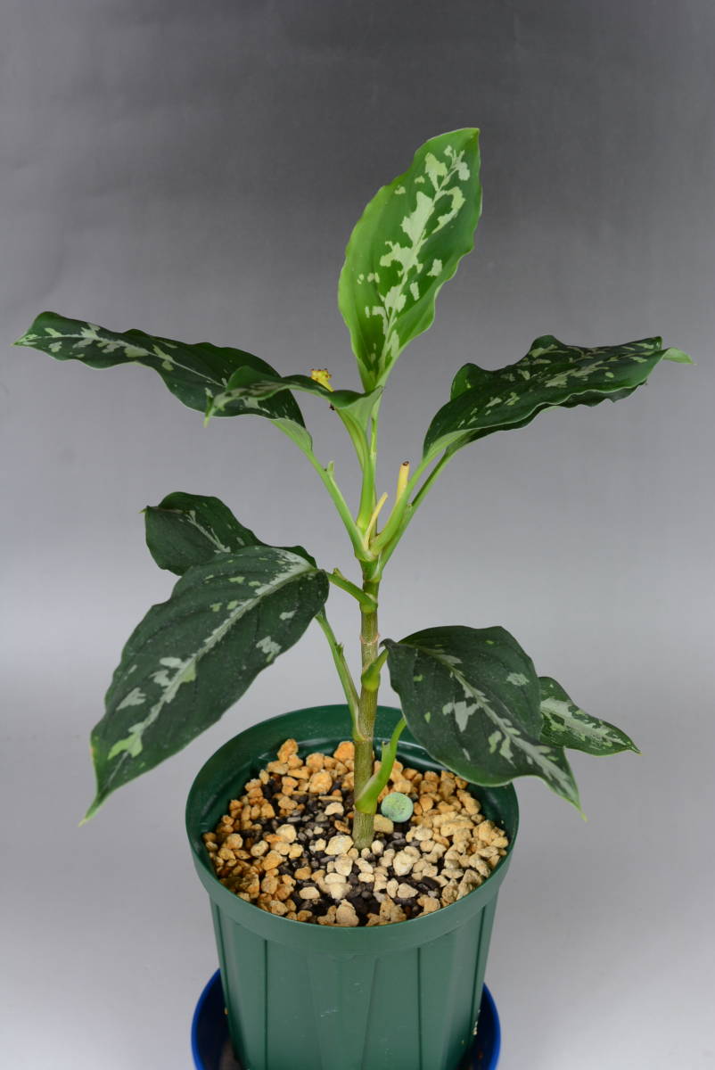 たっぷり♪アグラオネマ他 ◇ガラスケース＆LEDライトセット◇