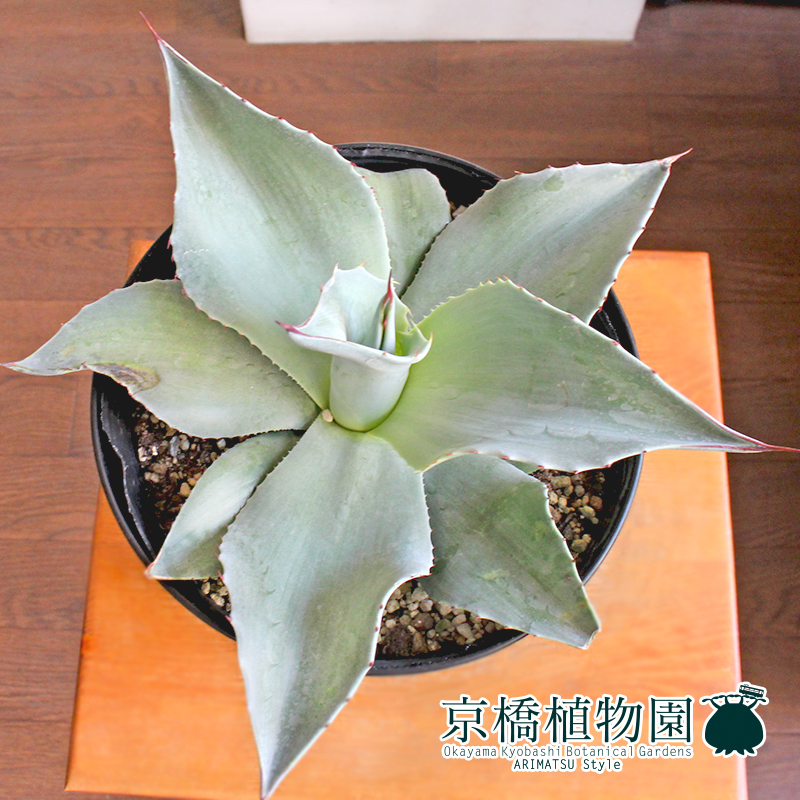 アガベ Agave ovatifolia フロスティブルー アガベ オバティ
