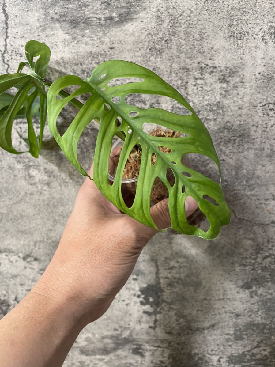 モンステラ ラニアータフルミント バリエガータ 斑入り 希少 園芸