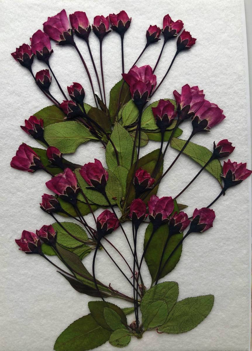 送料無料 即納 押し花素材 バラと仲間たち コスモス他 Www iwearparts Com