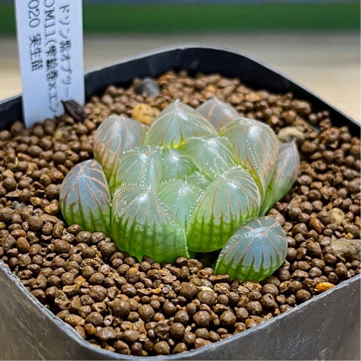 オリジナル交配.実生苗 窓口