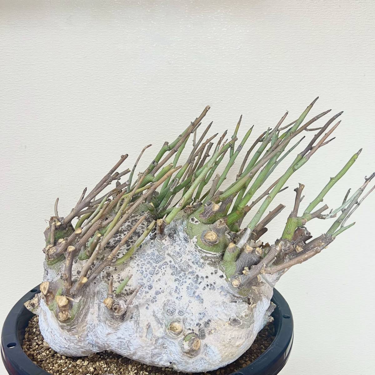 アデニアペチュエリー大株