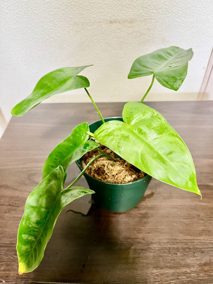 フィロデンドロン　シャロニアエ　希少 希少】Philodendron sharoniaeフィロデンドロンシャロニアエ