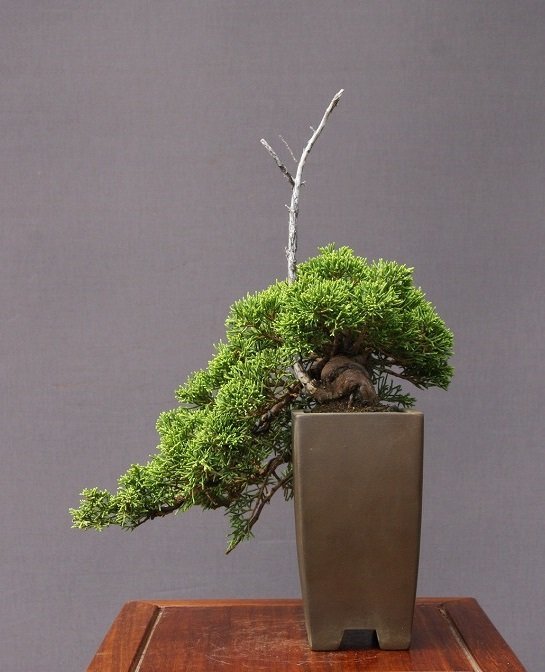 造園職人が作る盆栽糸魚川真柏小品