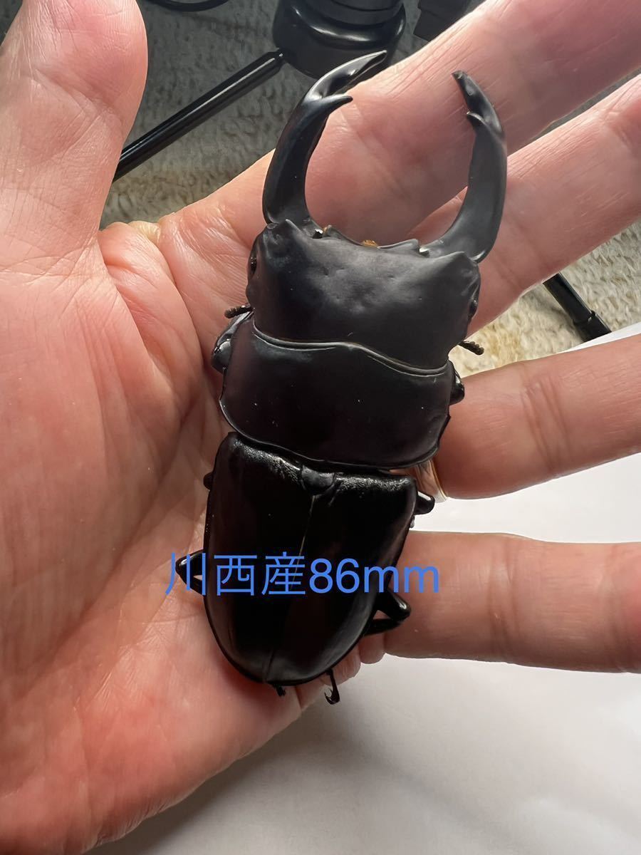 国産オオクワガタ能勢SR血統 83ミリ ペア