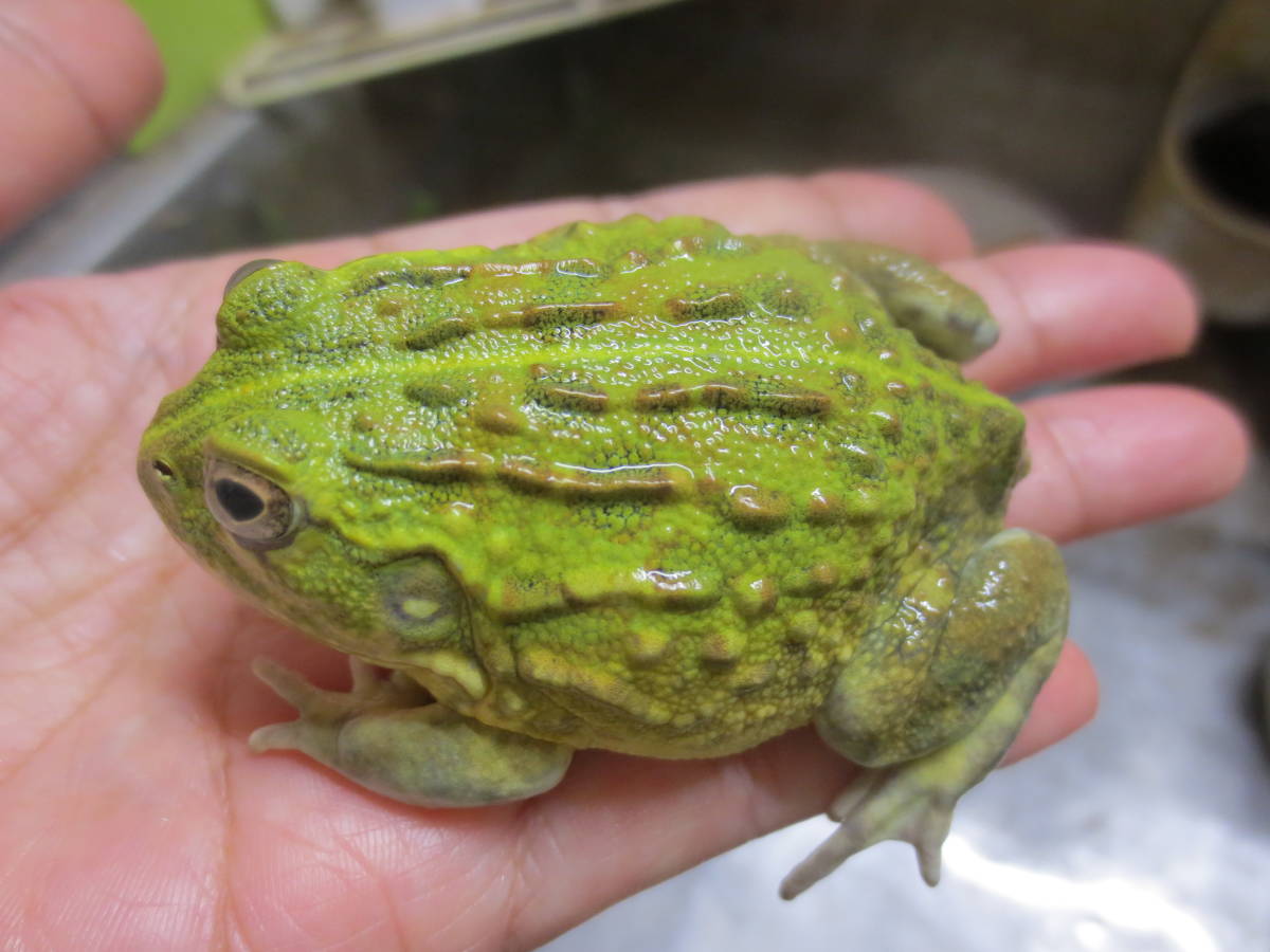 カワ イイ 綺麗 爆食 アフリカウシガエル 6 5 安心サイズ アフウシ 蛙 カエル 大きくなるタイプかも Www Mariahelena Pr Gov Br