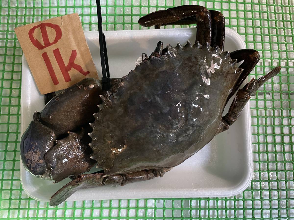 和歌山産】 ノコギリガザミ・土入ガニ（約2.6k） 冷凍