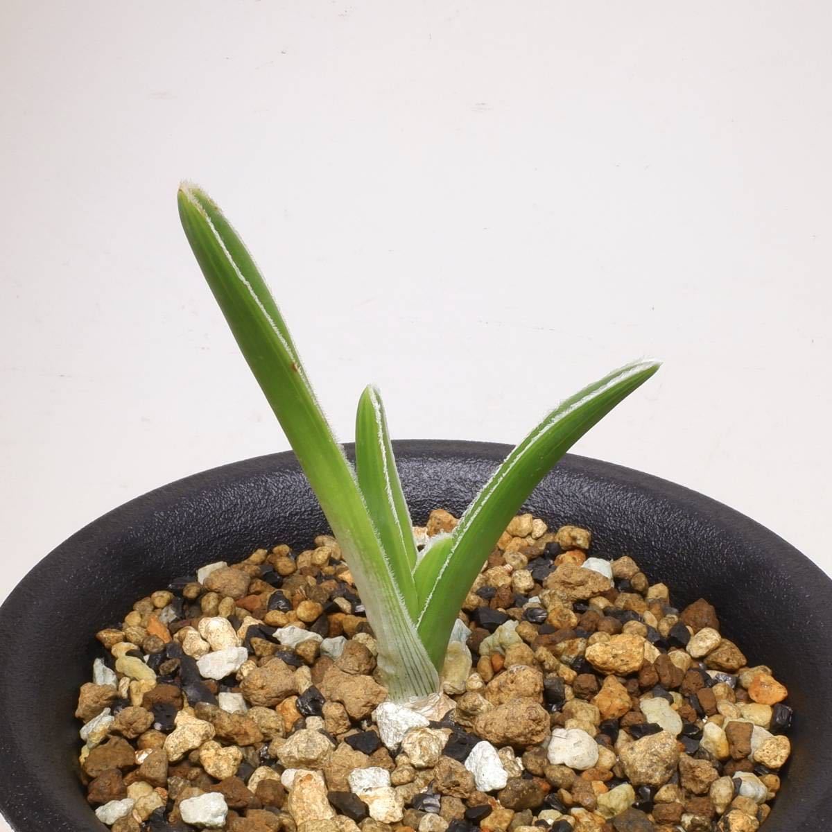 【やや傷や汚れあり】（22ー830）ニシペ オーニソガラム ブリッテニアエ Nicipe (Ornithogalum) britteniae, Table Farm, W of