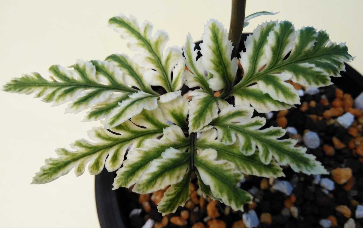 喜晴園》松葉蘭 【青龍角】 マツバラン シダ 山野草 古典園芸