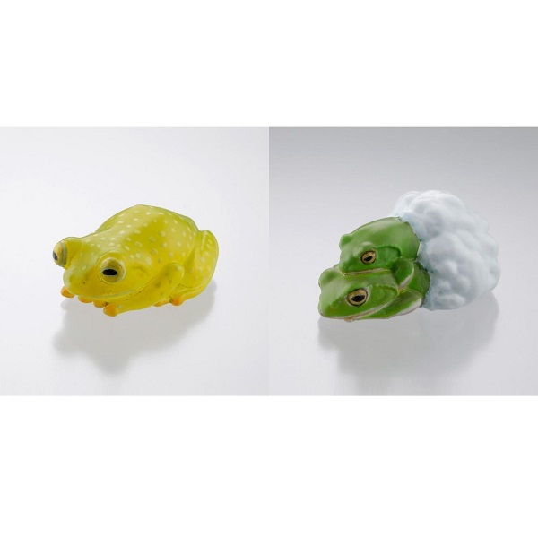 フラインシュマンアマガエルモドキセミアダルトペア！産卵経験済み