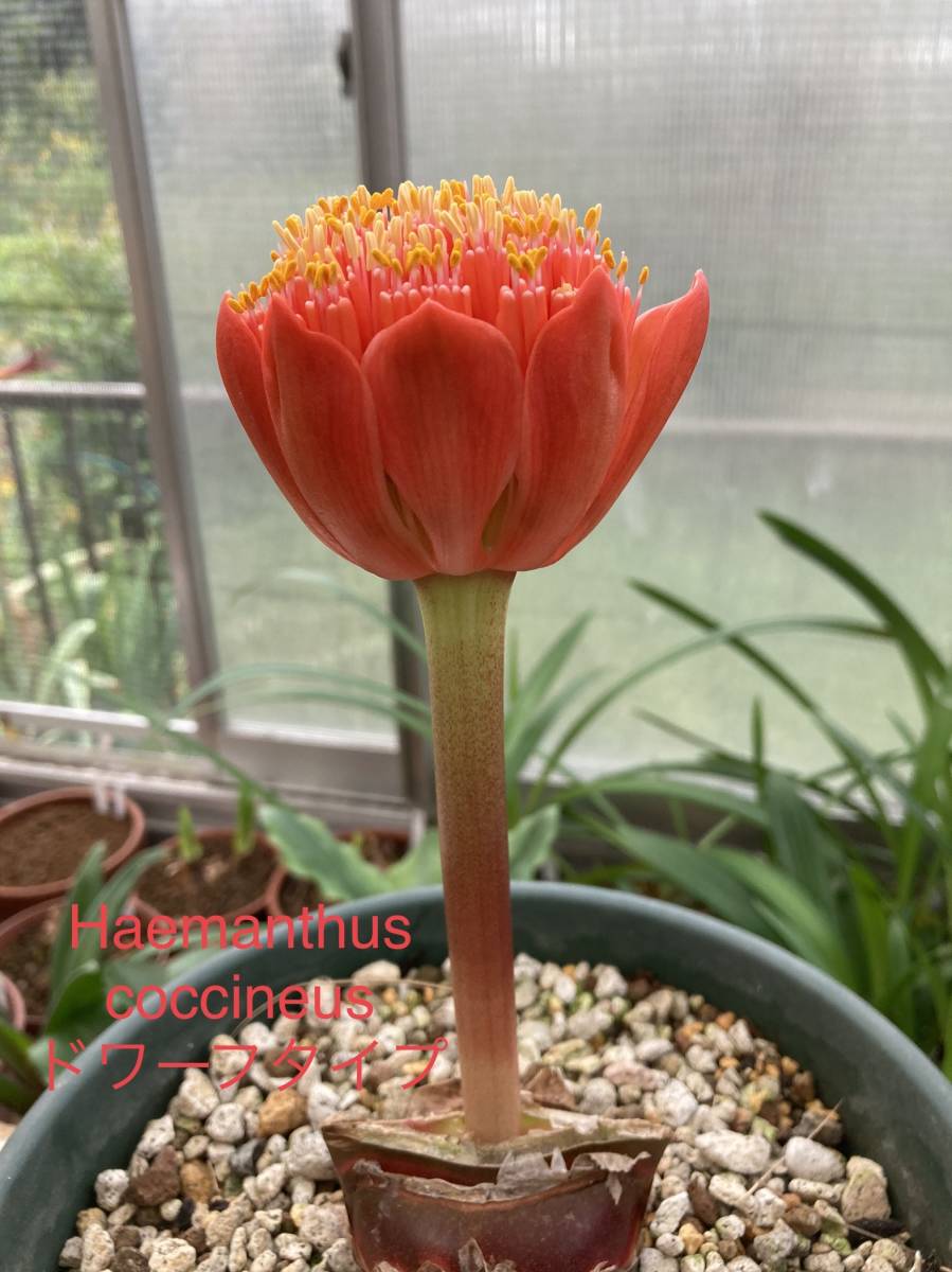 赤花 マユハケオモト（コツキネウス）