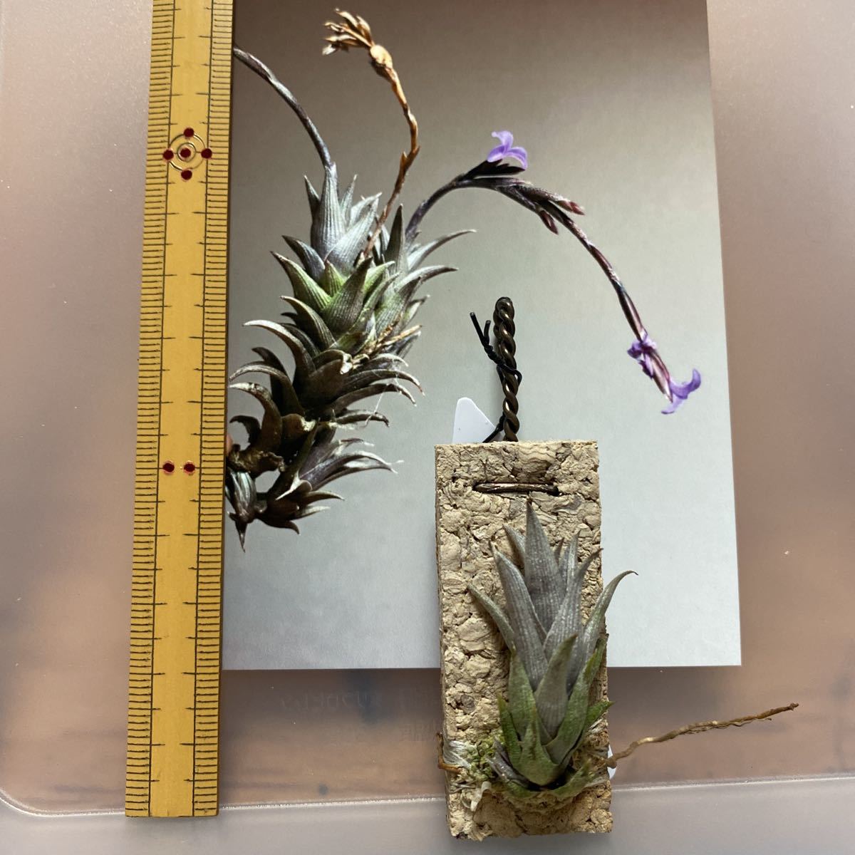 チランジア　ペイラノイ エアープランツ ペイラノイ チランジア ペイラノイ Tillandsia