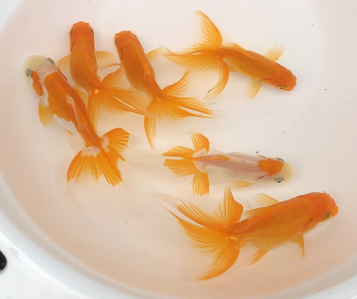 四国系日本オランダ獅子頭(シシガシラ)【ニ歳】金魚