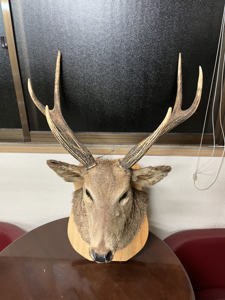 正規販売店】 エゾシカ 鹿 ヒヅメ ハンガー 剥製 店舗 ガレージ 別荘 ...