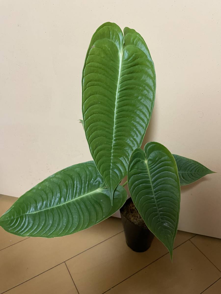 アンスリウム ワロクアーナム エスメラルダ | Anthurium