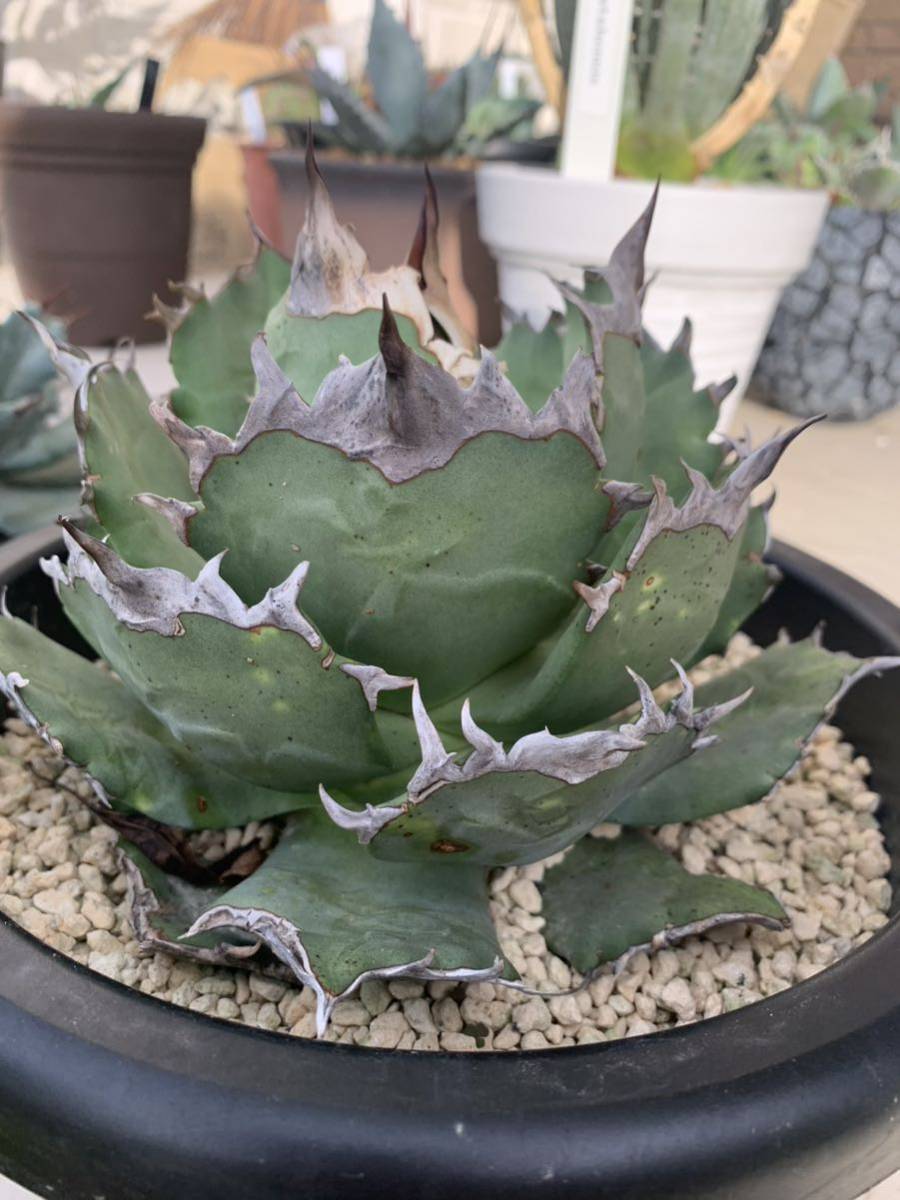 F-414 特選 アガベ チタノタ SAD 南アフリカダイアモンド 強棘極上5株