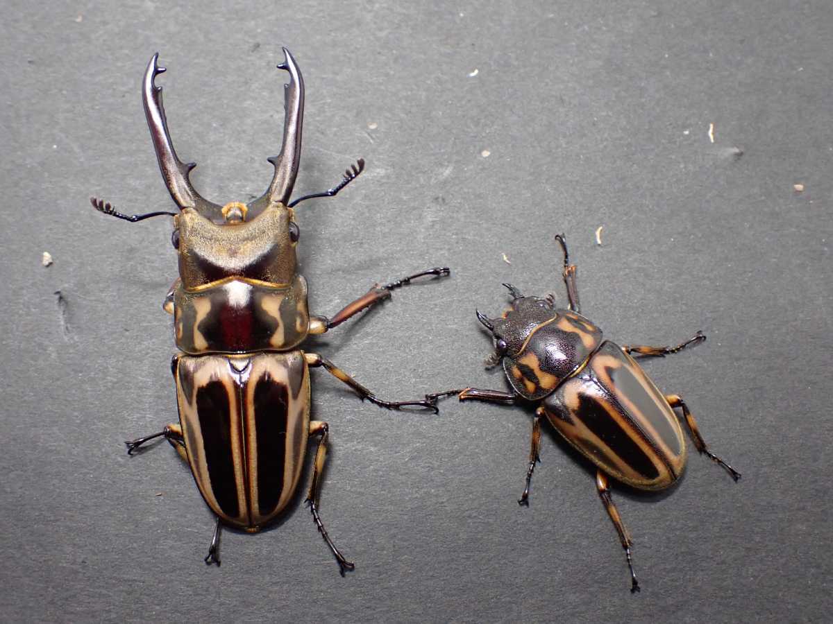 即ブリ～ビキヌスコクワガタ1♂2♀トリオ｜虫類
