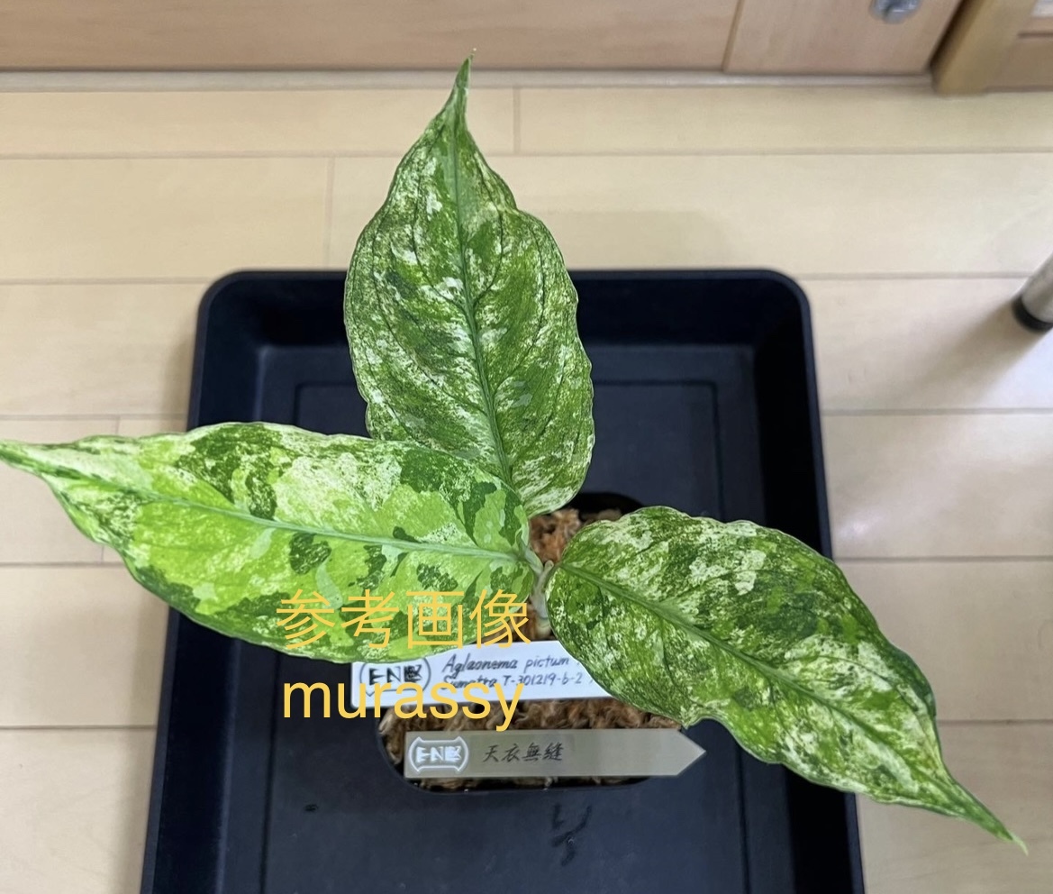 アグラオネマ ピクタム カミハタ便【No.26】 Aglaonema pictum