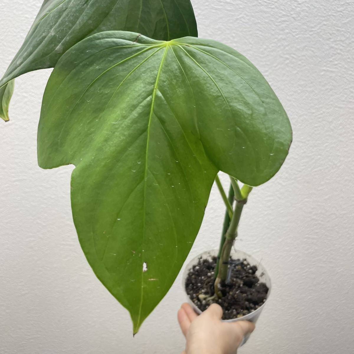 未使用】［Pof］Anthurium truncicola アンスリウム・トルンシコラの 