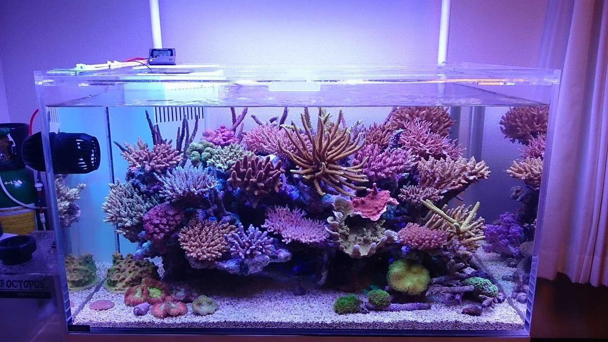 海水水槽盆栽ライブロック+生体セット