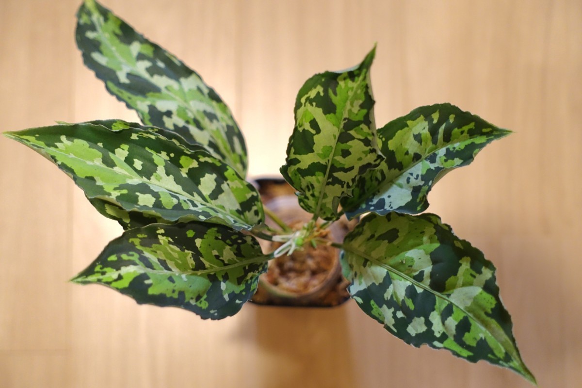 アグラオネマ ピクタム ディアボロ【HW0915-5a】 Aglaonema