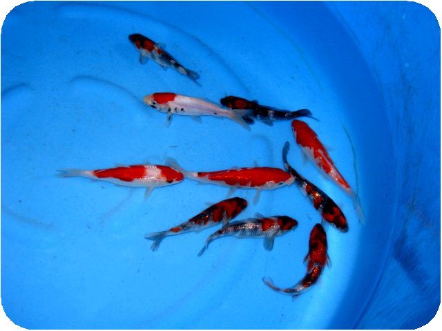 銀鱗プラチナ錦鯉2匹ペア