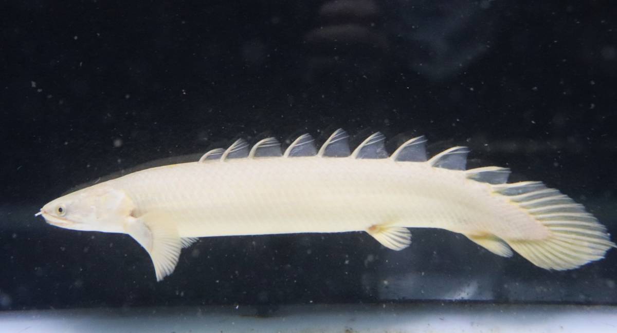 価格交渉可能)トゥルカナセネガルス