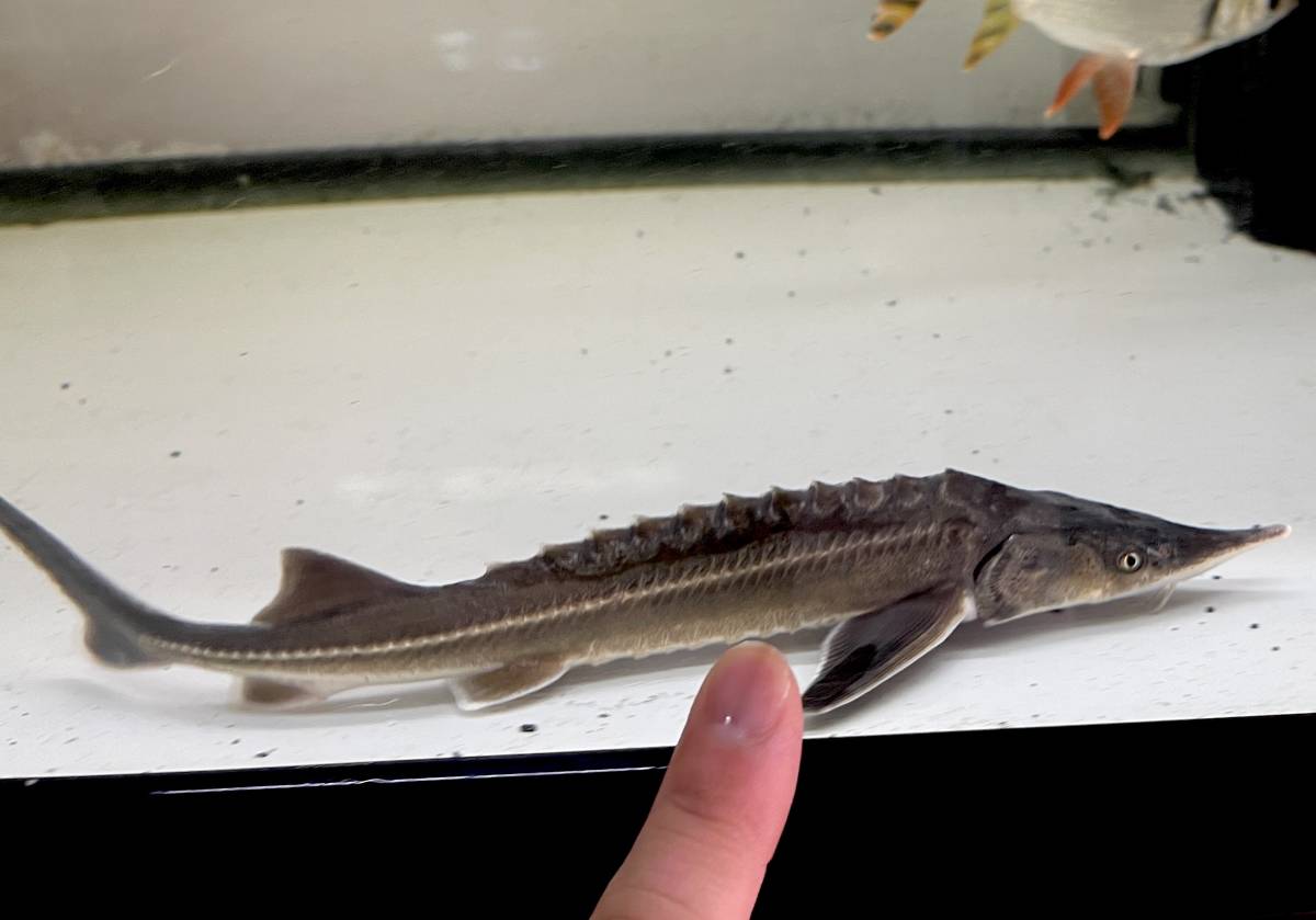 コチョウザメ 約25cm 熱帯魚 金魚 鯉 水槽 アクアリウム