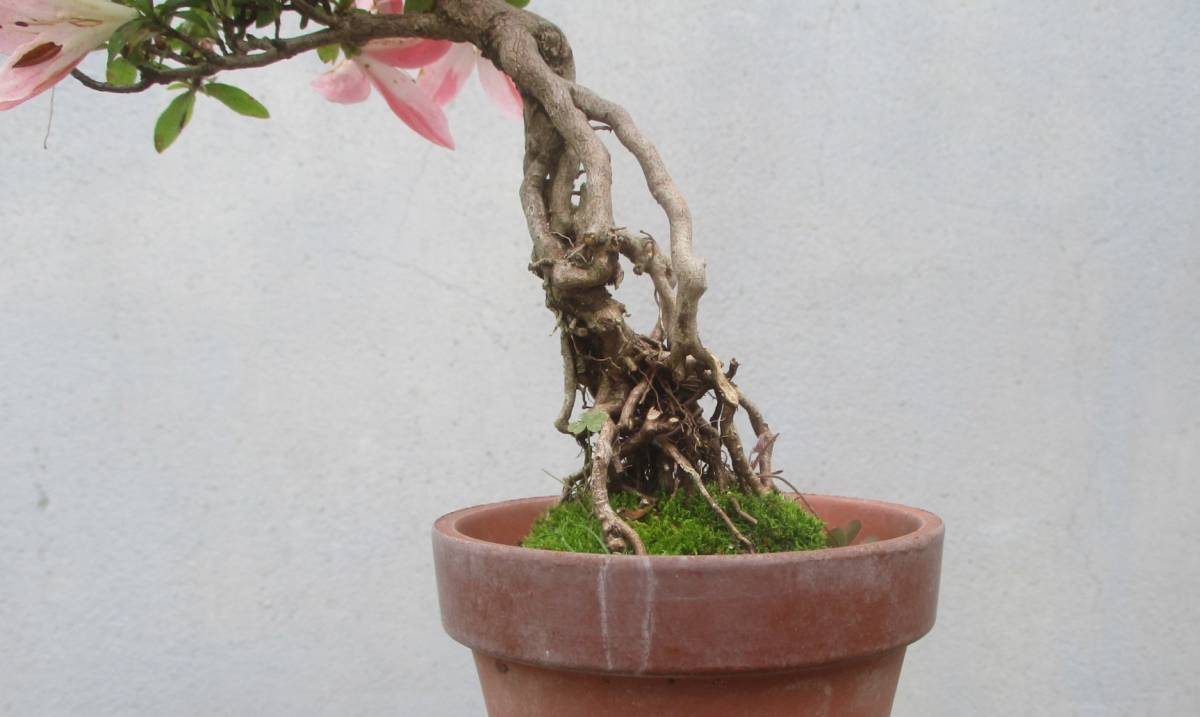 皐月品種、明美の月早い者勝ち