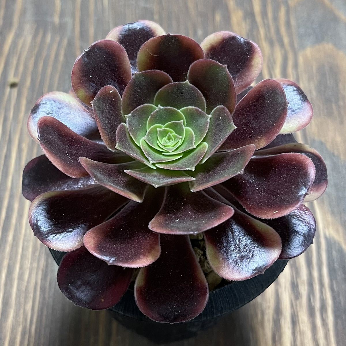 27 #多肉植物アエオニウム錦 ❤️キリマンジャロ錦❤️1大頭10小頭18cm