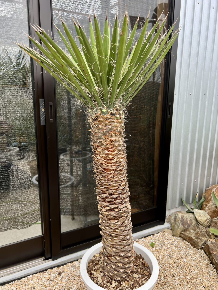 #83 ユッカフィリフェラ （Yucca Filifera） 発根済 94 ユッカフィリフェラ（Yucca Filifera）発根済