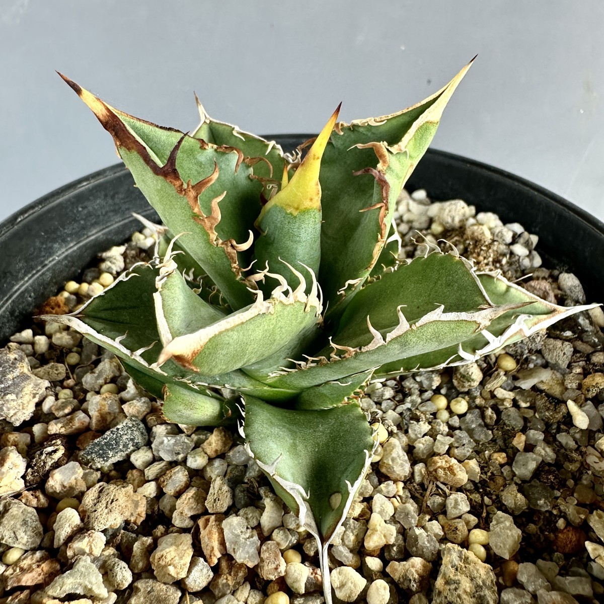 アガベ　スタッズ　ノーネーム　子株 アガベ チタノタ ノーネーム 子株 agave titanota noname チタノタ