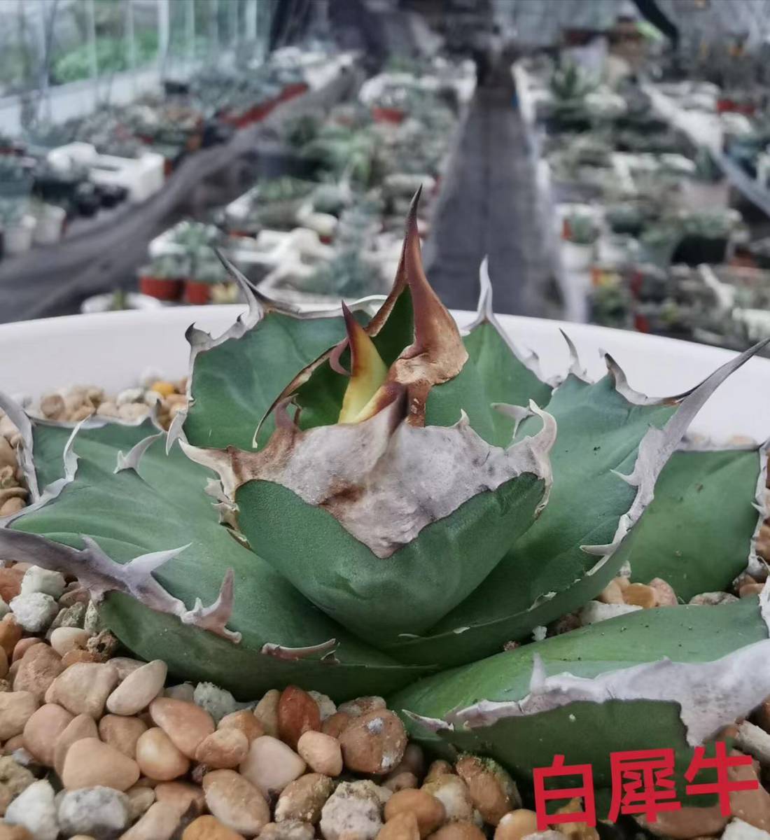 アガベ チタノタ 希少 ステゴサウルス stegosaurus 子株 ブツブツ 激