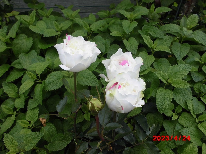 ☆薔薇物語☆イブ系☆ネオシセロ☆接木新苗