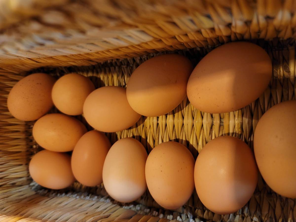 【未使用】世界最大の鶏ブラマの平飼い有精食用卵24個の落札情報詳細 - ヤフオク落札価格検索 オークフリー