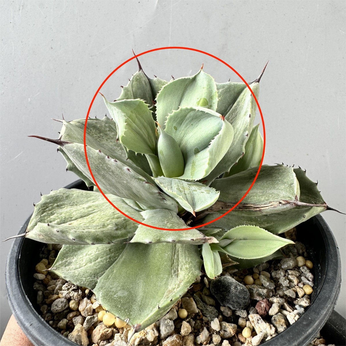 アガベ】厚葉 白銀甲蟹 極上株 目立った傷や汚れなし】MM42 多肉植物