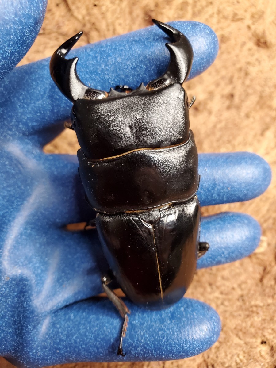 ムシキングアダー完結編ダイオウヒラタクワガタ