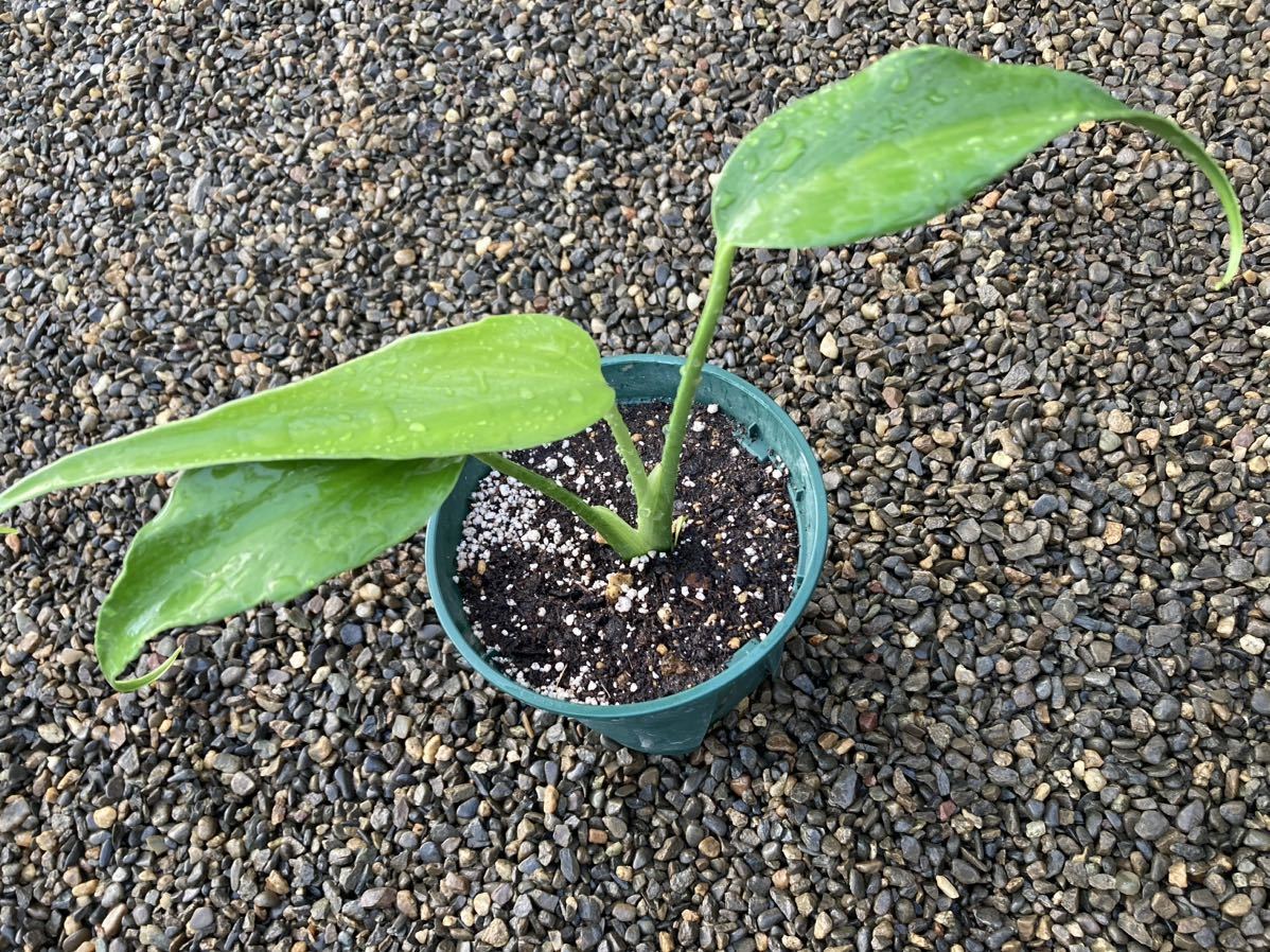 超希少】モンステラ 丸く バールマルクスフレーム ディラセラータ 