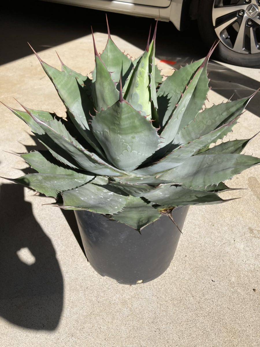 7 アガベ パリー ハイブリッド ブルーブライアン×ホーチエンシス 7