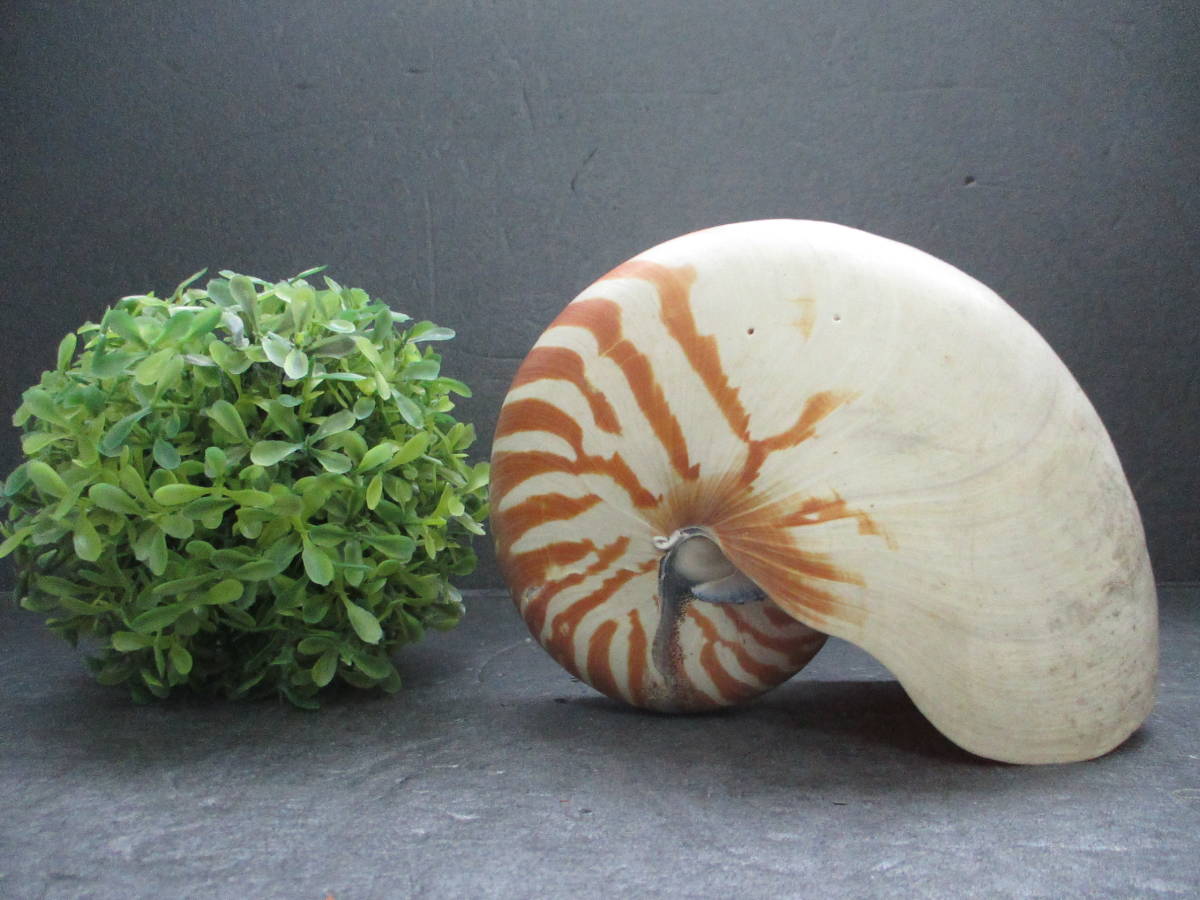 【レア】 標本 タツノオトシゴ オウムガイ オウム貝 ヒレシャコガイ ホネガイ レア】 標本 タツノオトシゴ オウムガイ オウム貝 ヒレシャコガイ