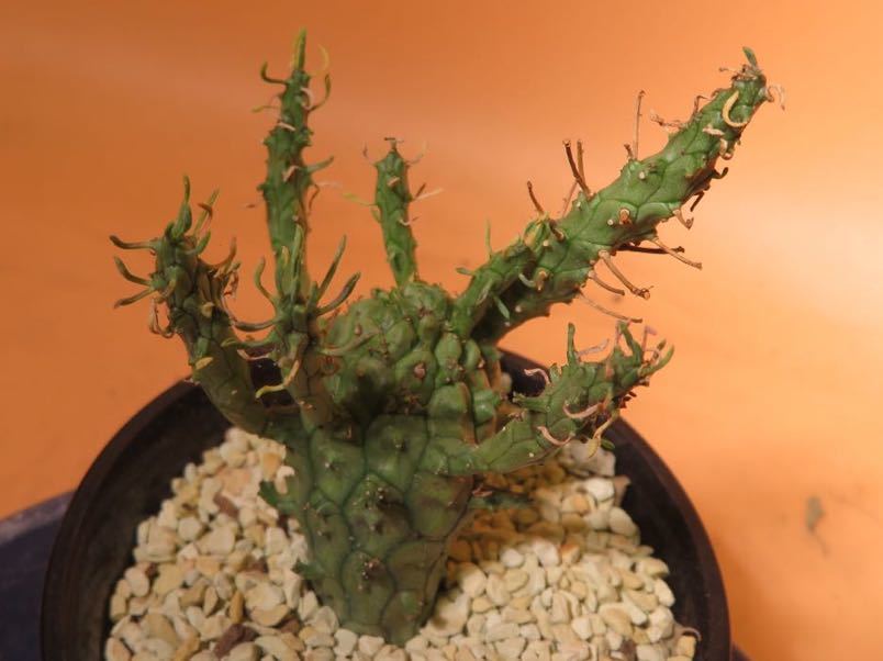 コーデックスパッケージ挿入