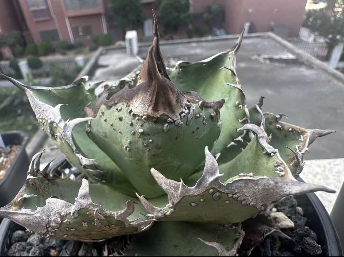 親株】チタノタ 麻花龍 子株1つ付き 検）ブツブツ、オアハカ、実生