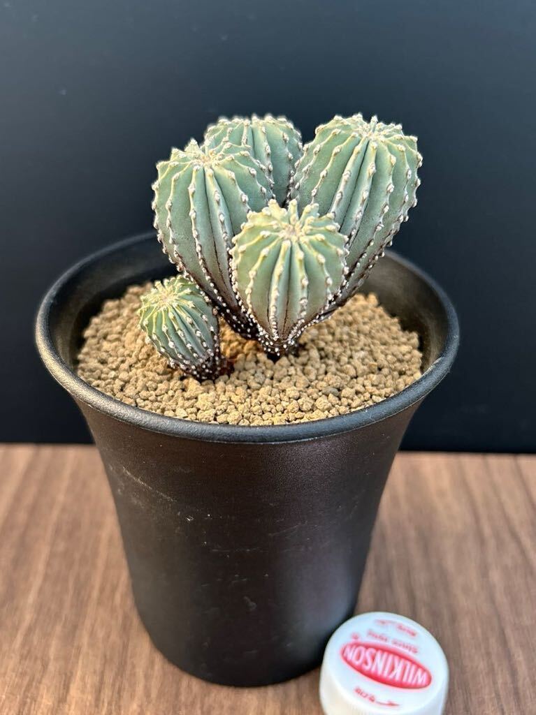 サボテンメキシカーナ自家繁殖苗実生ゲオヒントニア多肉植物