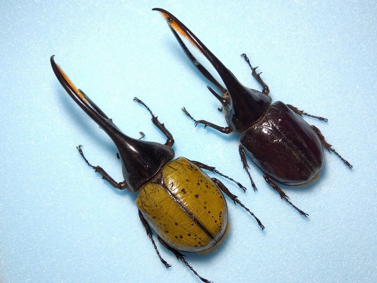 コロンビア産リッキーヘラクレスオオカブト1 コロンビア産リッキー