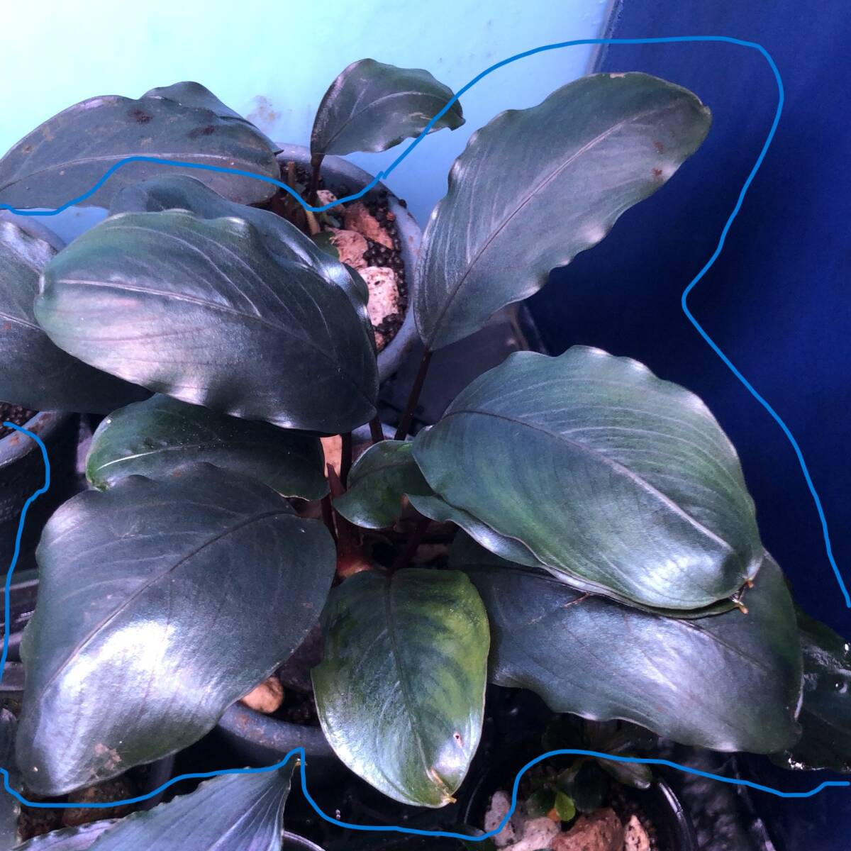 TB便】Bucephalandra sp.Pearl gray 水上株（ブセファランドラ