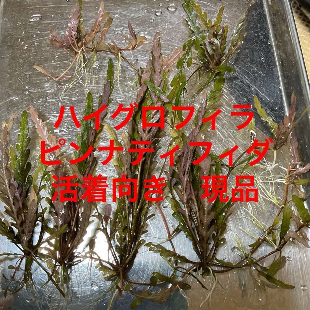 アヌビアス sp. ギニア　抜き苗 アヌビアス sp. ギニア 抜き苗 アヌビアス sp. ギニア 抜き苗
