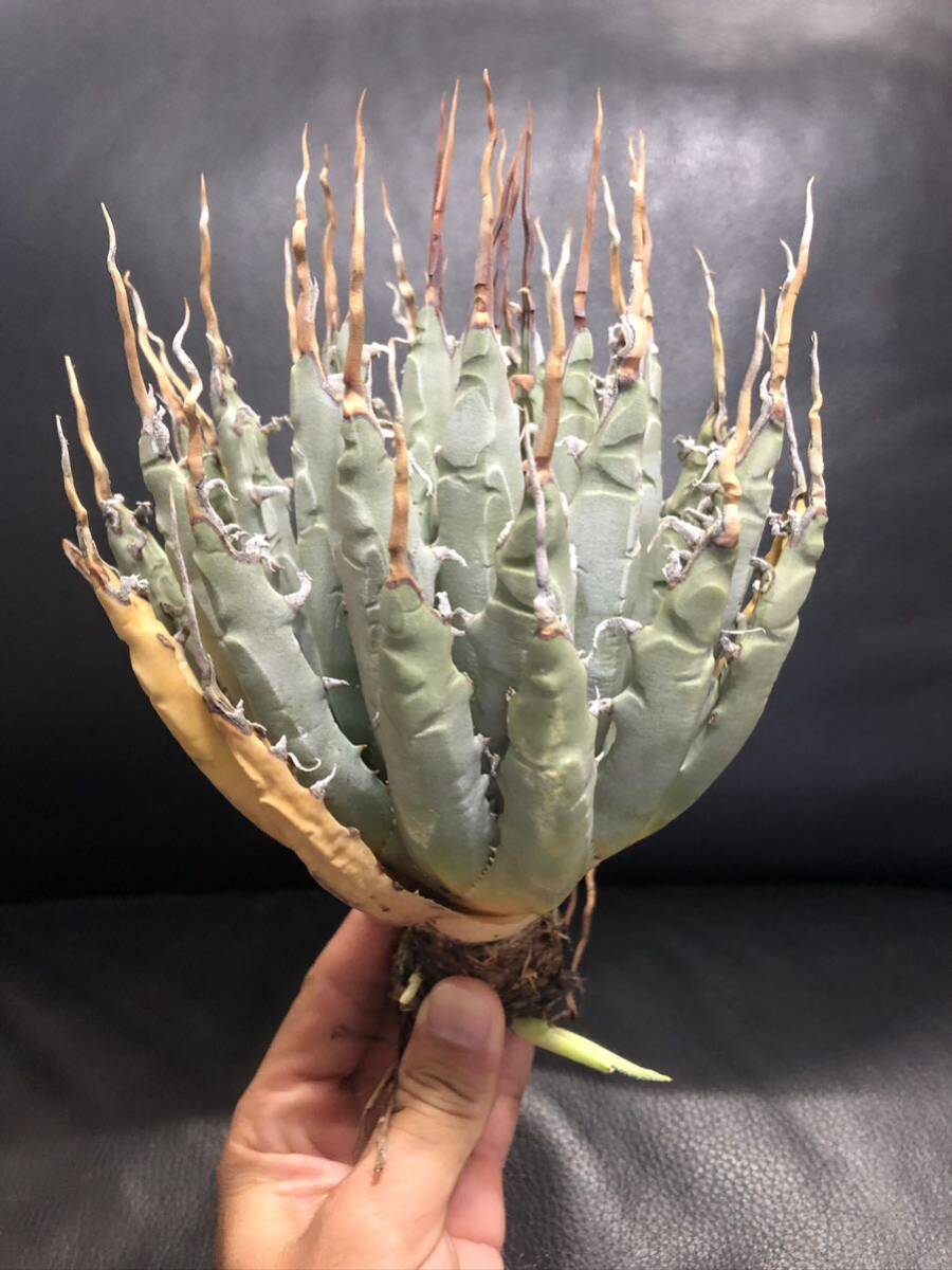 アガベ エボリスピナ特大サイズ ボール型 ロングスピンスペシャル