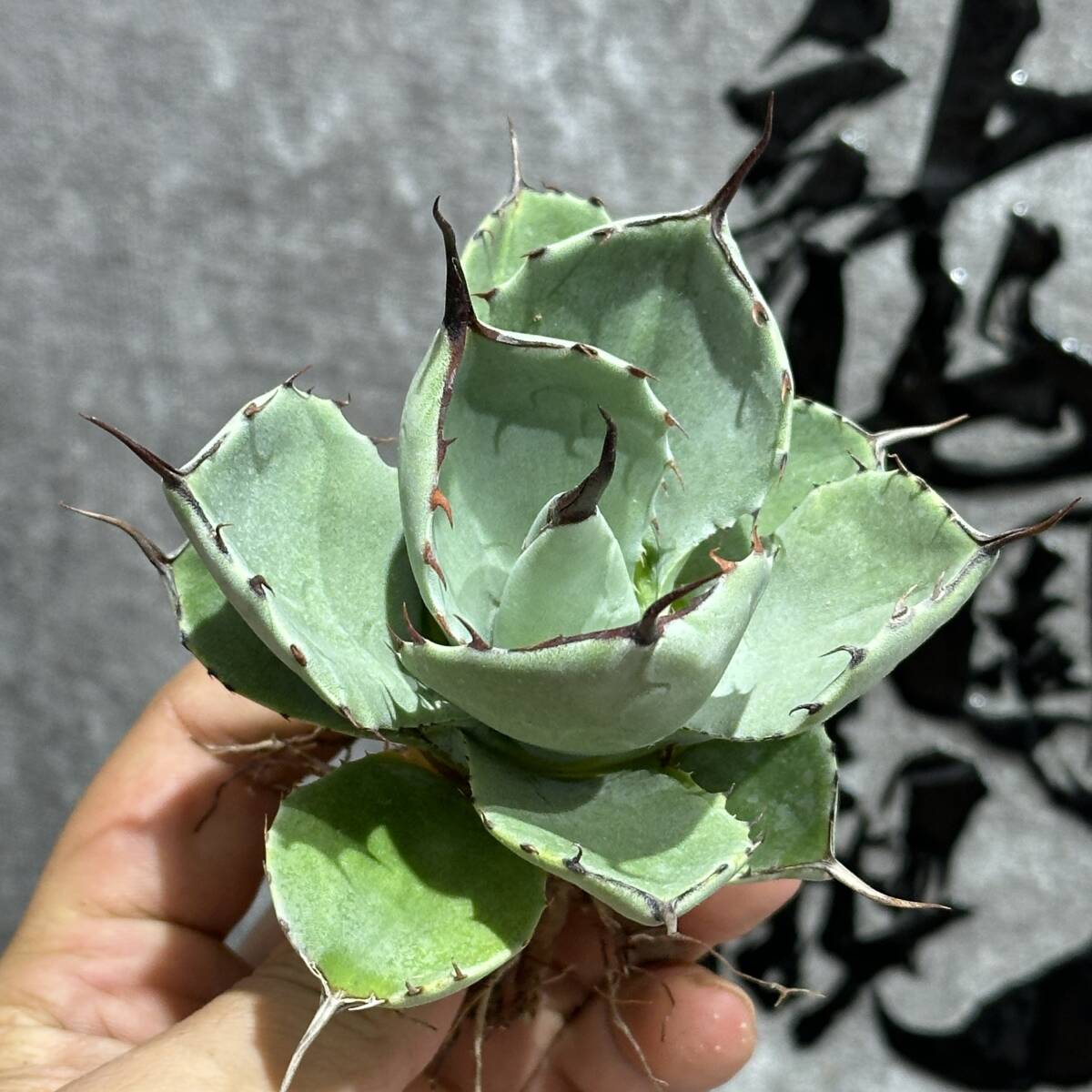 ネオメキ ネオメキシカーナ パリー 吉祥天 トランカータ 耐寒性