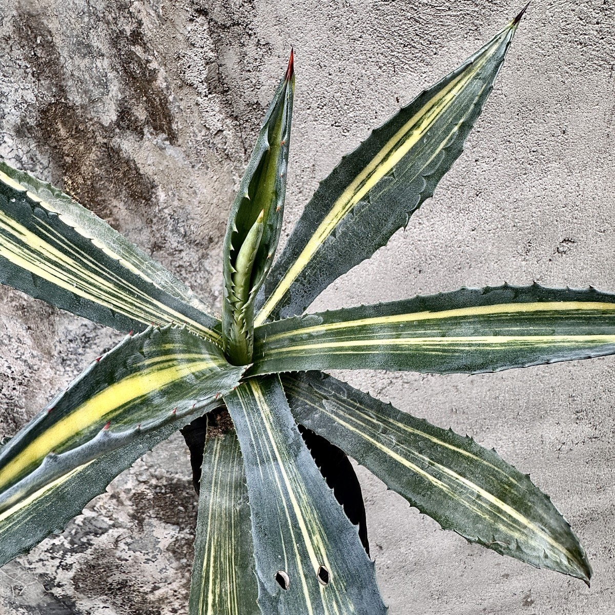 アガベ アメリカーナ華厳 大株 ドライガーデン 即戦力 地植え可能 華厳