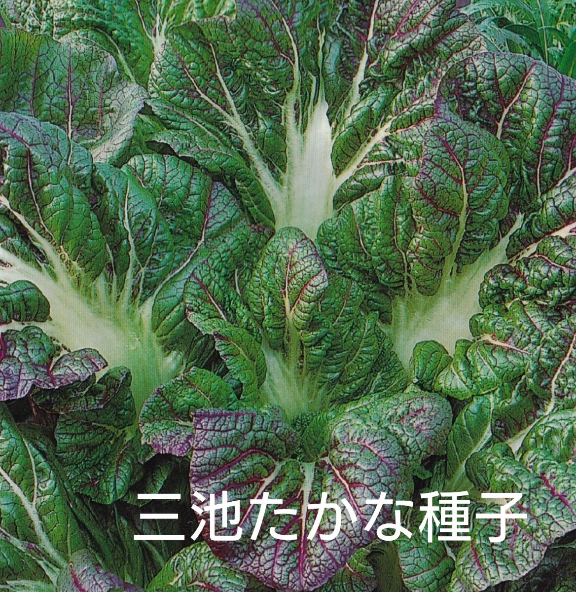 【未使用に近い】三池高菜の種子 200粒 タカナ ピリッとした辛みが特徴のたかな 間引き・小株・大株のどのタイミング収穫できる!の落札情報詳細 ...